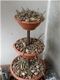 kaktus